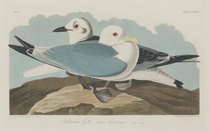 Dreizehenmöwe, 1834