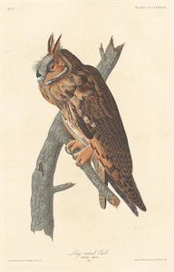 Waldohreule von Robert Havell