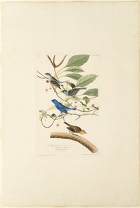 Männlicher Indigo-Vogel