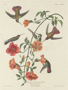 Mangrovenkolibri, 1834