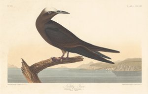 Noddy-Seeschwalbe, 1835