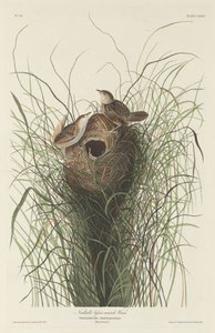 Nuttalls kleiner Sumpfzaunkönig, 1833 von Robert Havell