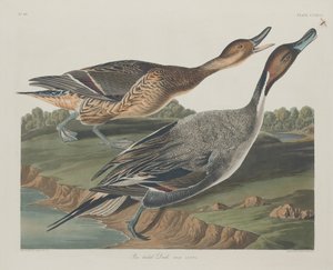 Spießente, 1834