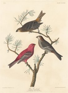 Hakengimpel, 1837
