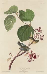 Sumpf-Waldsänger, 1832