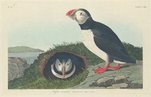Papageitaucher, 1834