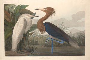 Purpurreiher von Robert Havell