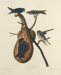 Purpurschwalbe, 1827
