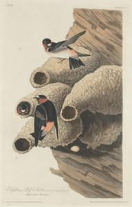 Republikanische Klippenschwalbe, 1829