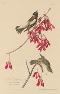 Reisammer, 1829