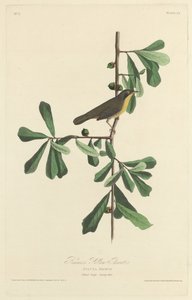 Roscoes Gelbkehlchen, 1827