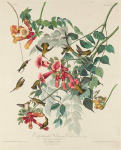 Rubinkehlkolibri, 1828