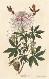 Ruffhals-Kolibri