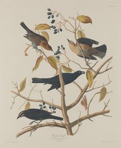 Rostiger Grakle, 1833