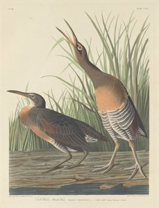 Salzwassersumpfhuhn, 1834