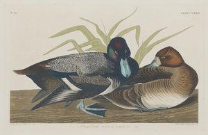 Bergente, 1834