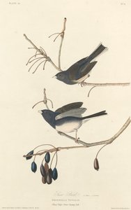 Schneevogel, 1827 von Robert Havell