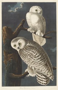 Schneeeule, 1831
