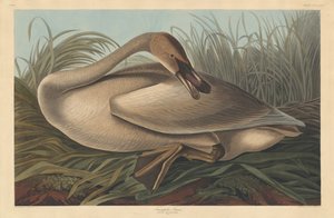 Trompeterschwan, 1837