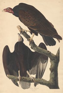 Truthahngeier, 1832