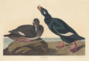 Samtente, 1835