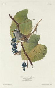 Weißkronensperling, 1831