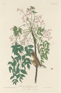Weißäugiger Fliegenschnäpper, 1829