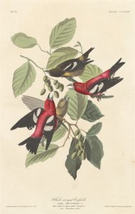 Weißflügeliger Kreuzschnabel, 1837