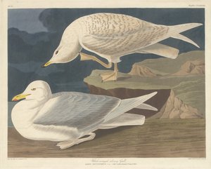 Weißflügelige Silbermöwe, 1835 von Robert Havell