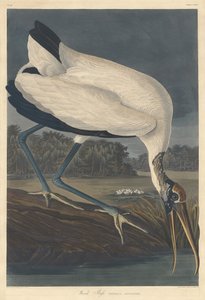 Waldstorch, 1834 von Robert Havell