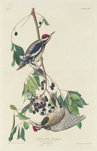 Gelbbauch-Specht, 1834 von Robert Havell