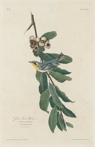 Gelbkehl-Waldsänger, 1830