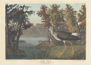 Gelbschenkel von Robert Havell