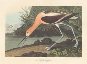 Amerikanischer Säbelschnäbler von Robert Havell after John James Audubon