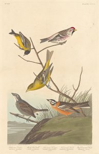 Arkansaw-Girlitz, Mealy Red-poll, Louisiana-Tangare, Townsend