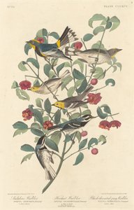 Audubons Waldsänger, Einsiedler-Waldsänger und Schwarzkehl-Waldsänger