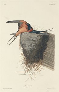 Rauchschwalbe