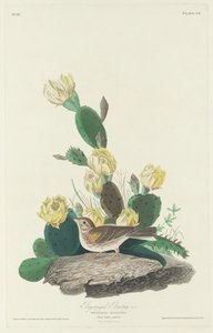 Bindenammer
