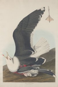 Schwarzrückige Möwe