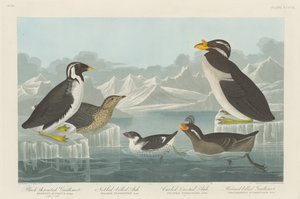 Schwarzkehl-Guillemot, Knopf-Schnabel-Auk, Locken-Kamm-Auk und Horn-Schnabel-Guillemot von Robert Havell after John James Audubon