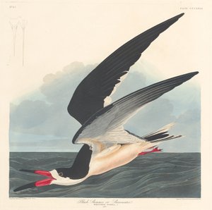 Schwarzer Skimmer