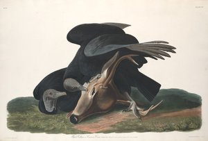 Schwarzgeier
