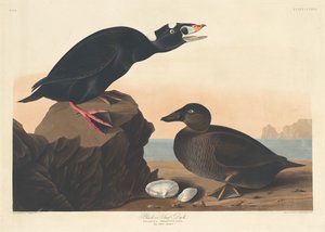 Schwarze oder Brandente von Robert Havell after John James Audubon