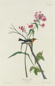 Schwarzkehlsänger von Robert Havell after John James Audubon