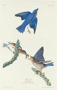 Blaues Vögelchen von Robert Havell after John James Audubon