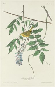 Blauäugiger Gelbwaldsänger von Robert Havell after John James Audubon