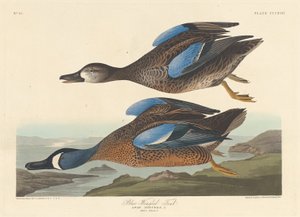 Blauflügelente