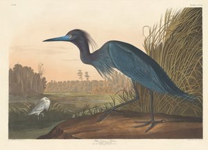Blauer Kranich oder Reiher von Robert Havell after John James Audubon