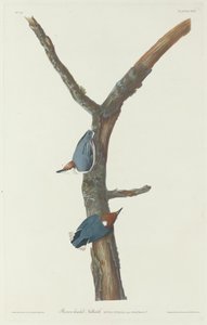 Braunkopfkleiber von Robert Havell after John James Audubon