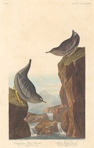 Kolumbianische Wasseramsel und Arktische Wasseramsel